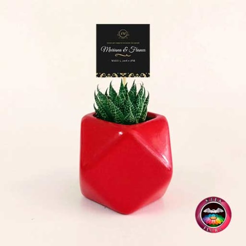 Suculentas recordatorios matera cerámica estrella 7x7cm roja con tarjeta Neea Flora